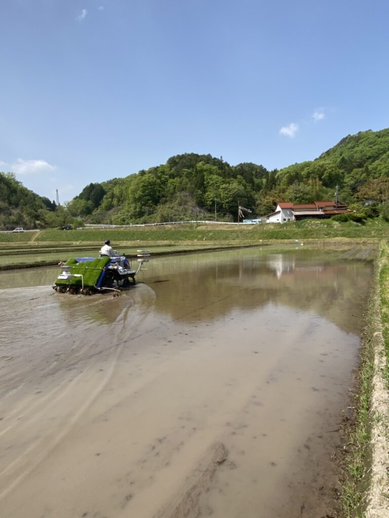 田植えしました！