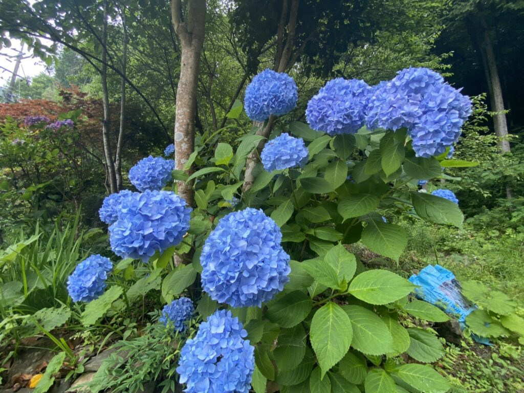 梅雨明け間近？？