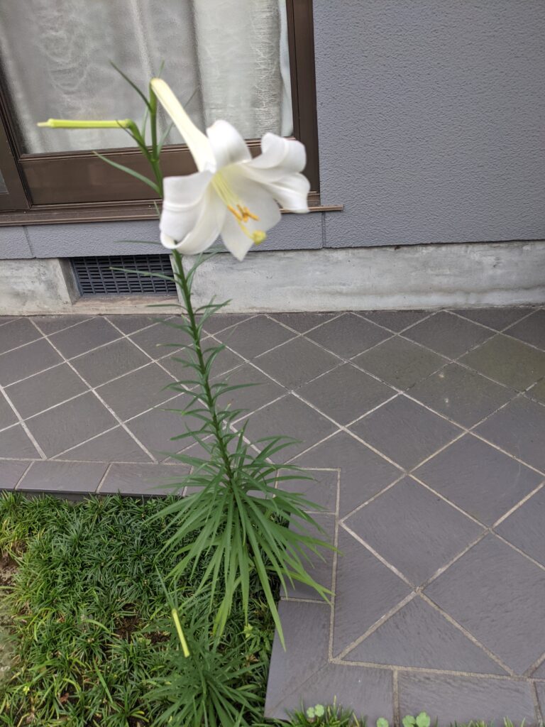 ユリの花　満花