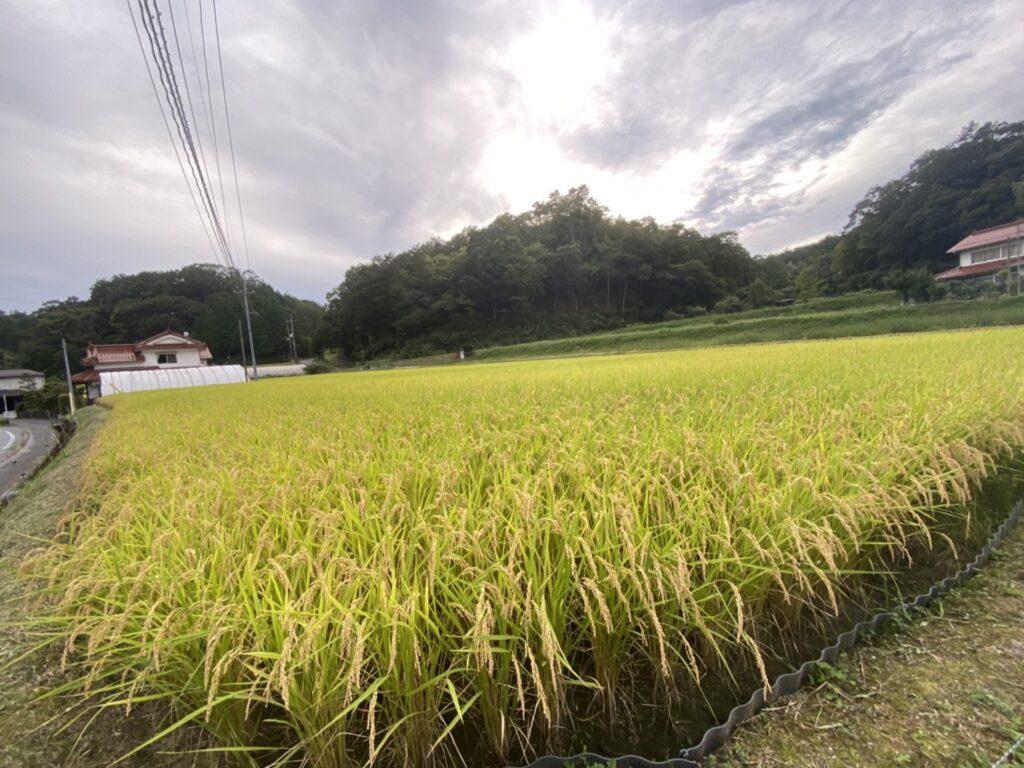 稲刈りの時期になりました。