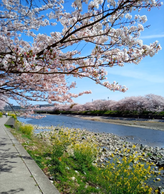 桜の便り