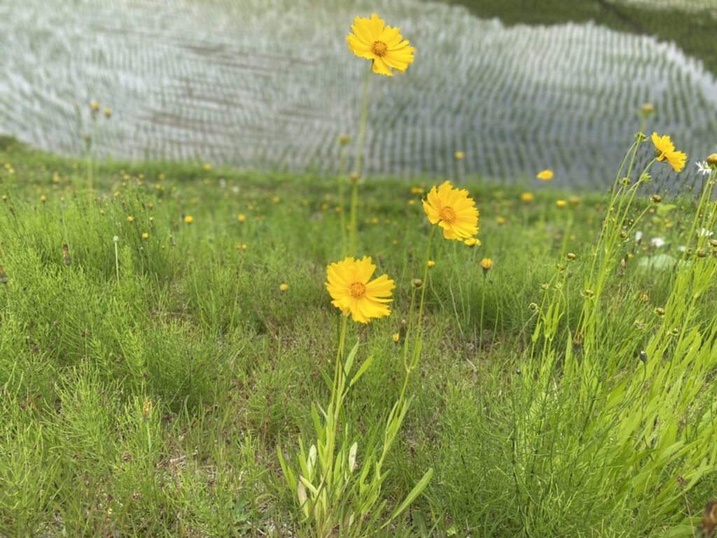 お花の名前教えてください