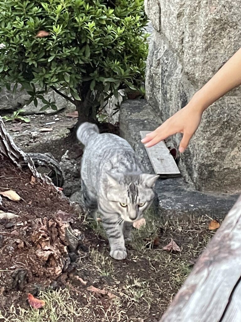 隙あらば猫～尾道市立美術館～