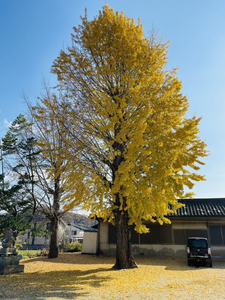 いちょう見ごろスポット