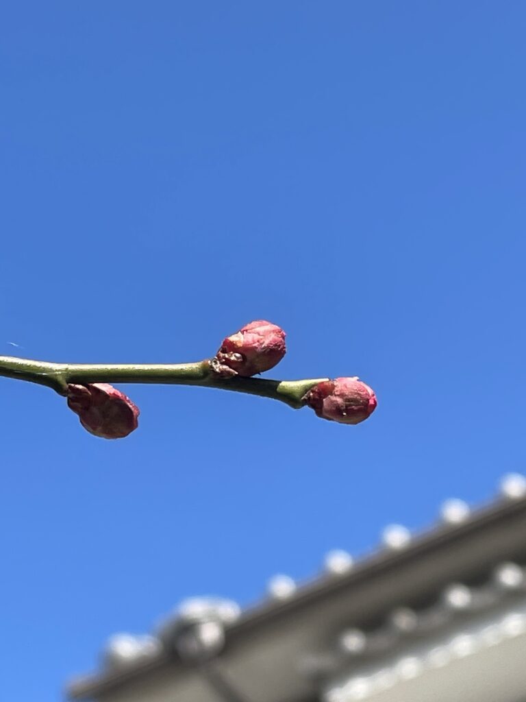 春よ来い！